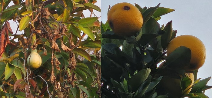 Gourd and organges